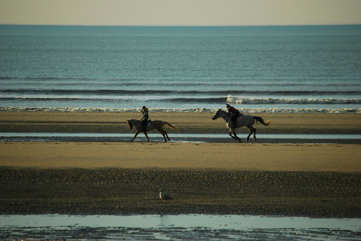 Deux cavaliers au galop sur la plage