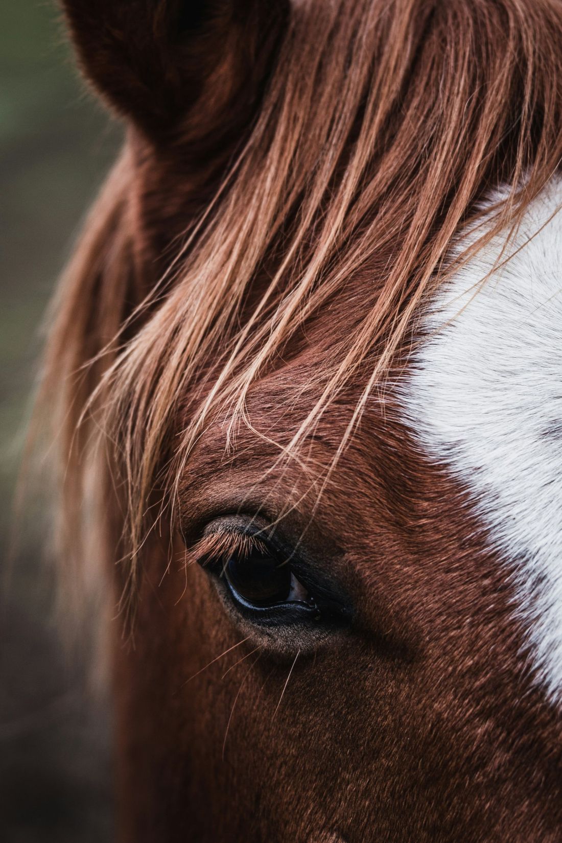Gros plan sur l'œil d'un cheval alezan