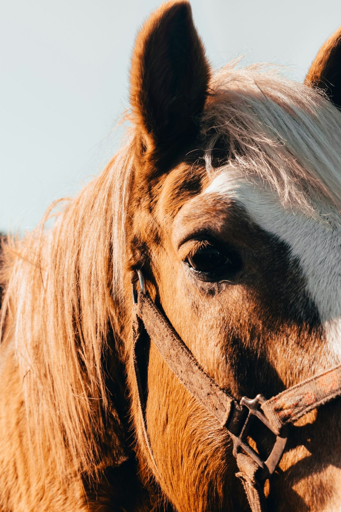 Tête d'un cheval alezan à la crinière claire